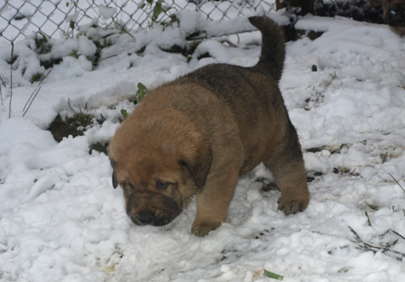 4,5 weeks old puppy
Est Ch  Elton z Kraje Sokolu (Massai) X  Anais Rio Rita (Anja)
18.10.2008

Keywords: snow nieve puppyestonia