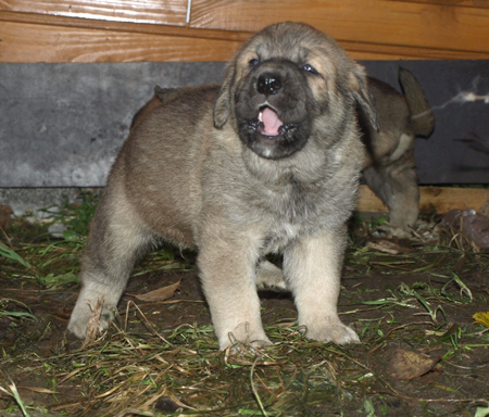 4 weeks old puppy
Est Ch  Elton z Kraje Sokolu (Massai) X  Anais Rio Rita (Anja)
18.10.2008

Keywords: puppyestonia anuler