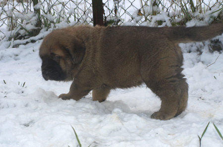 4,5 weeks old puppy
Est Ch  Elton z Kraje Sokolu (Massai) X  Anais Rio Rita (Anja)
18.10.2008

Keywords: snow nieve puppyestonia