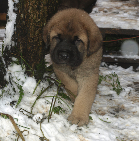 4,5 weeks old puppy
Est Ch  Elton z Kraje Sokolu (Massai) X  Anais Rio Rita (Anja)
18.10.2008

Keywords: snow nieve puppyestonia