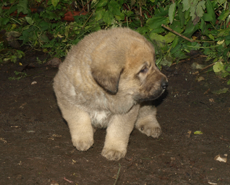 4 weeks old puppy
Est Ch  Elton z Kraje Sokolu (Massai) X  Anais Rio Rita (Anja)
18.10.2008

Keywords: puppyestonia anuler