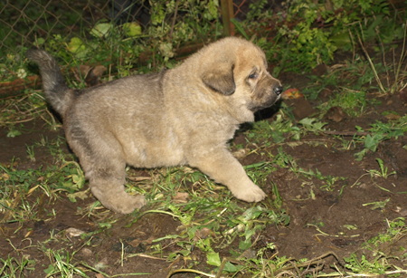 4 weeks old puppy
Est Ch  Elton z Kraje Sokolu (Massai) X  Anais Rio Rita (Anja)
18.10.2008

Keywords: puppyestonia anuler