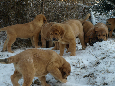 Puppies 11 weeks old
Est Ch Elton z Kraje Sokolu x Anais Rio Rita
Born: 18.10.2008
Keywords: anuler litteranuler puppyestonia snow nieve