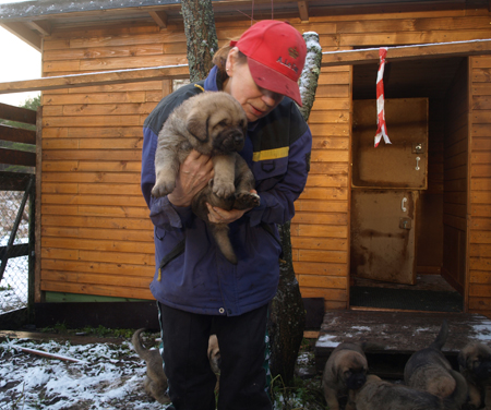 4 weeks old puppy
Est Ch  Elton z Kraje Sokolu (Massai) X  Anais Rio Rita (Anja)
18.10.2008

Keywords: puppyestonia anuler