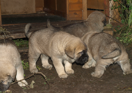 4 weeks old puppies
Est Ch  Elton z Kraje Sokolu (Massai) X  Anais Rio Rita (Anja)
18.10.2008

Keywords: puppyestonia anuler