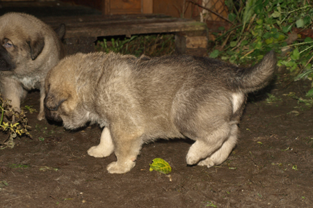 4 weeks old puppy
Est Ch  Elton z Kraje Sokolu (Massai) X  Anais Rio Rita (Anja)
18.10.2008

Keywords: puppyestonia anuler