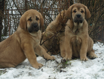 9 weeks old puppies
Est Ch  Elton z Kraje Sokolu (Massai) X  Anais Rio Rita (Anja)
18.10.2008

Keywords: snow nieve puppyestonia anuler