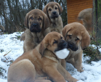 9 weeks old puppies
Est Ch  Elton z Kraje Sokolu (Massai) X  Anais Rio Rita (Anja)
18.10.2008

Keywords: snow nieve puppyestonia anuler