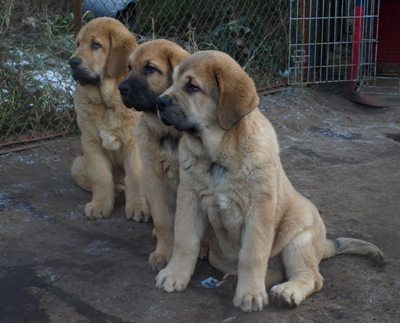 Alfonso, Adelita, Alarico - 11weeks old, from Anuler
Est Ch Elton z Kraje Sokolu x Anais Rio Rita
Born: 18.10.2008
Keywords: anuler puppyestonia