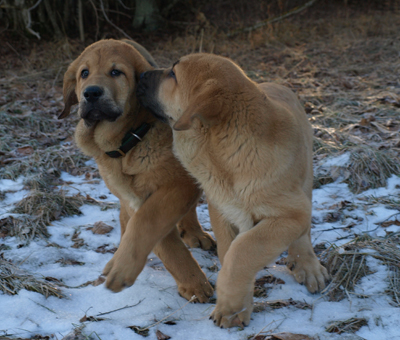 Males 11 weeks old
Est Ch Elton z Kraje Sokolu x Anais Rio Rita
Born: 18.10.2008
Keywords: anuler puppyestonia snow nieve