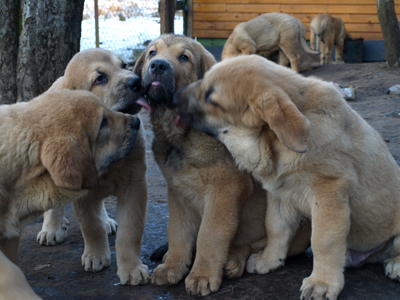 Puppies 11 weeks old
Est Ch Elton z Kraje Sokolu x Anais Rio Rita
Born: 18.10.2008
Keywords: anuler puppyestonia