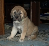 Filename=5weeks_07.JPG
Filesize=175KiB
Dimensions=600x566
Date added=%804 %08, %2010 5weeks_07.JPG