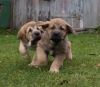 Filename=PA174317.JPG
Filesize=191KiB
Dimensions=650x570
Date added=%927 %19, %2010 PA174317.JPG