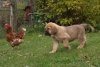 Filename=PA174426.JPG
Filesize=232KiB
Dimensions=650x437
Date added=%925 %19, %2010 PA174426.JPG