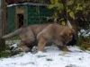 Filename=PA234594.JPG
Filesize=164KiB
Dimensions=600x450
Date added=%878 %24, %2010 PA234594.JPG