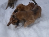 Filename=PB285139.JPG
Filesize=113KiB
Dimensions=600x450
Date added=%821 %01, %2010 PB285139.JPG