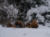 Filename=PC105414.JPG
Filesize=177KiB
Dimensions=600x450
Date added=%804 %10, %2010 PC105414.JPG