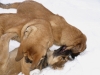 Filename=PC105454.JPG
Filesize=136KiB
Dimensions=600x450
Date added=%814 %10, %2010 PC105454.JPG