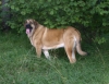 Filename=adele10,5m-2.jpg
Filesize=145KiB
Dimensions=550x424
Date added=%776 %14, %2009 adele10,5m-2.jpg