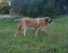 Filename=adele10,5m-7.jpg
Filesize=166KiB
Dimensions=550x432
Date added=%775 %14, %2009 adele10,5m-7.jpg