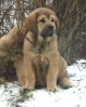 Filename=alarico_9weeks-4.jpg
Filesize=183KiB
Dimensions=350x440
Date added=%969 %21, %2008 alarico_9weeks-4.jpg
