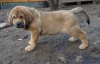 Filename=alberto_11weeks.jpg
Filesize=142KiB
Dimensions=400x259
Date added=%460 %04, %2009 alberto_11weeks.jpg