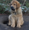 Filename=alberto_11weeks2.jpg
Filesize=217KiB
Dimensions=400x415
Date added=%446 %04, %2009 alberto_11weeks2.jpg