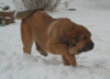 Filename=alberto_3month5.jpg
Filesize=127KiB
Dimensions=500x361
Date added=%613 %24, %2009 alberto_3month5.jpg