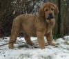 Filename=alberto_9weeks.jpg
Filesize=145KiB
Dimensions=350x300
Date added=%969 %21, %2008 alberto_9weeks.jpg