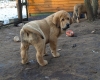Filename=alfonso_11weeks5.jpg
Filesize=176KiB
Dimensions=400x320
Date added=%459 %04, %2009 alfonso_11weeks5.jpg