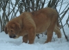Filename=alfonso_3month5.jpg
Filesize=179KiB
Dimensions=500x361
Date added=%612 %24, %2009 alfonso_3month5.jpg