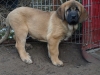 Filename=amado_11weeks3.jpg
Filesize=161KiB
Dimensions=400x302
Date added=%457 %04, %2009 amado_11weeks3.jpg