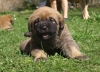 Filename=coco_girl1,_3weeks-1.jpg
Filesize=233KiB
Dimensions=500x361
Date added=%785 %02, %2009 coco_girl1,_3weeks-1.jpg