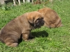 Filename=coco_girl1,_3weeks-2.jpg
Filesize=278KiB
Dimensions=500x378
Date added=%784 %02, %2009 coco_girl1,_3weeks-2.jpg