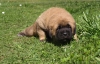 Filename=coco_girl2,_3weeks-2.jpg
Filesize=238KiB
Dimensions=500x324
Date added=%785 %02, %2009 coco_girl2,_3weeks-2.jpg