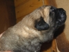 Filename=f-2,5.jpg
Filesize=90KiB
Dimensions=500x382
Date added=%983 %04, %2008 f-2,5.jpg