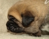 Filename=female1-12days.JPG
Filesize=147KiB
Dimensions=550x442
Date added=%882 %09, %2010 female1-12days.JPG
