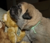 Filename=female3,14days05.JPG
Filesize=120KiB
Dimensions=550x471
Date added=%478 %14, %2010 female3,14days05.JPG