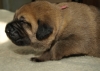Filename=female4-12days.JPG
Filesize=123KiB
Dimensions=550x393
Date added=%478 %14, %2010 female4-12days.JPG