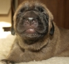 Filename=female5-12days02.JPG
Filesize=124KiB
Dimensions=550x516
Date added=%881 %09, %2010 female5-12days02.JPG