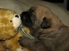 Filename=female6,14days05.JPG
Filesize=139KiB
Dimensions=550x412
Date added=%477 %14, %2010 female6,14days05.JPG