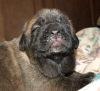 Filename=male1-12days02.JPG
Filesize=166KiB
Dimensions=550x505
Date added=%882 %09, %2010 male1-12days02.JPG