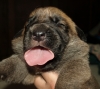Filename=male2,14days02.JPG
Filesize=149KiB
Dimensions=550x493
Date added=%473 %14, %2010 male2,14days02.JPG
