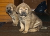 Filename=males02,12.jpg
Filesize=168KiB
Dimensions=450x324
Date added=%658 %06, %2008 males02,12.jpg