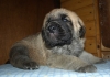 Filename=poiss-2,6.jpg
Filesize=95KiB
Dimensions=500x353
Date added=%949 %08, %2008 poiss-2,6.jpg
