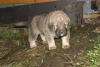 Filename=pup10.jpg
Filesize=189KiB
Dimensions=450x304
Date added=%985 %19, %2008 pup10.jpg