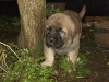 Filename=pup11.jpg
Filesize=212KiB
Dimensions=450x339
Date added=%985 %19, %2008 pup11.jpg