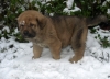 Filename=pup14.jpg
Filesize=166KiB
Dimensions=450x328
Date added=%772 %20, %2008 pup14.jpg