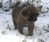 Filename=pup22.jpg
Filesize=180KiB
Dimensions=450x394
Date added=%770 %20, %2008 pup22.jpg