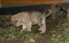 Filename=pup7.jpg
Filesize=172KiB
Dimensions=450x286
Date added=%986 %19, %2008 pup7.jpg